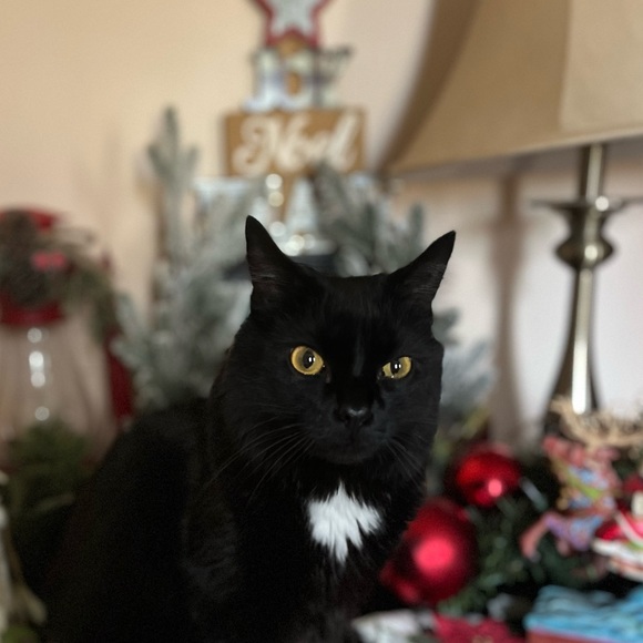 Profile Picture of Rebecca Stepniewski (@becca_nj_seller) on Poshmark