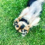 Profile Picture of Michael Bloemers (@lucky.the.wuff) on Instagram