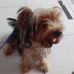 Profile Picture of Scott Fontes (@cocottih_auau) on Instagram