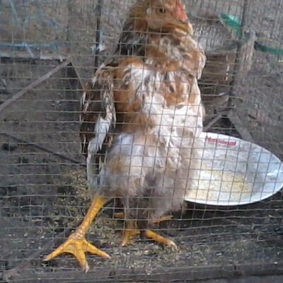 Profile Picture of Joel Magallon (@joelmagallon) on Twitter