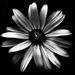Profile Picture of Tanya Schwinn (@tanyaschwinn) on Pinterest
