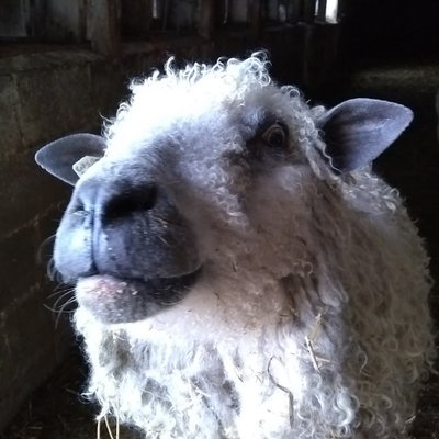 Sandy Ryan - Twitter Profile Picture of Sandy Ryan (@homesteadwool) on Twitter