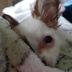 Profile Picture of Bruce Colin (@brucethe.chihuahua) on Instagram