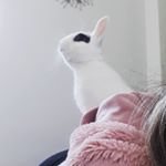 Profile Picture of stuart_rabbit (@stuart_rabbit_tuzi) on Instagram