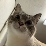 Profile Picture of vincent_capone_ (@vincent_capone_) on Instagram