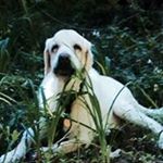 Profile Picture of Paul Posey (@paulanthony1955) on Instagram
