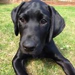 Profile Picture of Keith Beuttell-Triggs (@beuttelltriggs) on Instagram
