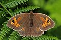 Profile Picture of Meadow brownon Wikipedia
