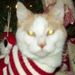 Profile Picture of Stacy Chew (@chewie11) on Pinterest