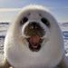 Profile Picture of Andrew DeVries (@ajdevries530) on Pinterest