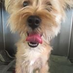 Profile Picture of Frankie Beverly (@frankiebeverlyandfriends) on Instagram