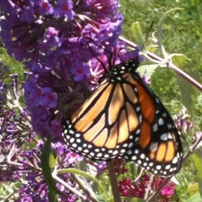 Profile Picture of Stacie Graham (@Stacie1212) on Twitter