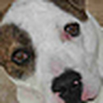 Profile Picture of Chuchi (@pugetrental) on Flickr