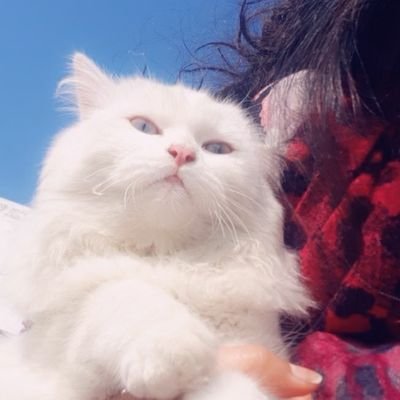 Profile Picture of Ayesha Kanwal (@AyeshaBandesha) on Twitter