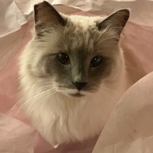 Profile Picture of Jeannie Caccamo (@jeanstar1) on Poshmark