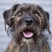 Profile Picture of Dogs Without Borders (@dogswithoutbordersla) on Youtube