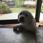 Profile Picture of Andrew Dalgliesh (@andrewdalgliesh) on Instagram