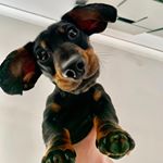 Profile Picture of Milo_miniature_ Dachshund (@milo_james19) on Instagram