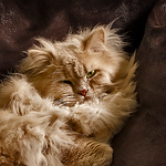 Profile Picture of Neli Mart?n (@Neli Martin) on Flickr