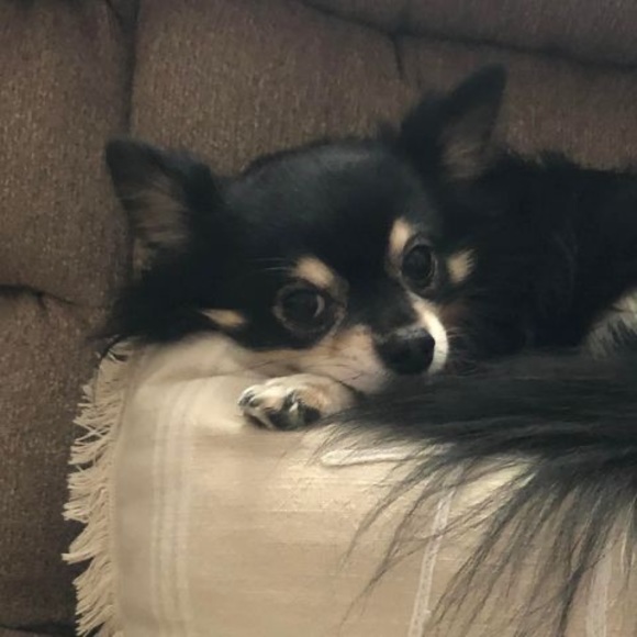 Profile Picture of Dorothy Pamias (@dponenyc) on Poshmark