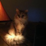 Profile Picture of Kris Meredith (@kdan1976) on Instagram