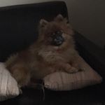 Profile Picture of Tom Lyn (@kodattjames) on Instagram