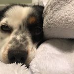 Profile Picture of Koda James DeLano 🐶 (@koda_the_toy_aussie) on Instagram