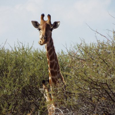 Profile Picture of D Scott (@GlobeGreening) on Twitter