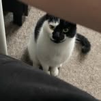 Profile Picture of Harvey Doodle (@harvey.doodle.92) on Facebook