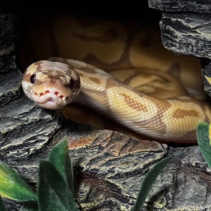 Profile Picture of vincentmango0 (@vincentmango0) on Tiktok