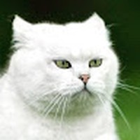 Profile Picture of Hukkis  (@hukkis) on Quora