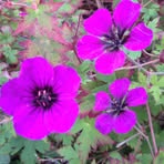 Profile Picture of Janey Barrett (@Janey-Barrett) on Facebook