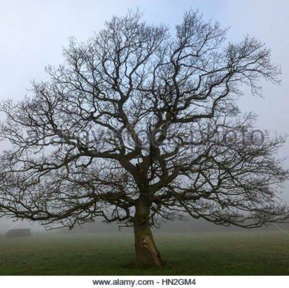 Profile Picture of Nikki Gorsline (@nikkigorsline) on Poshmark