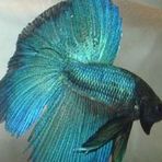 Profile Picture of Jacob Lucien Dewitte (@jacoblucien.dewitte) on Facebook