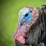 Profile Picture of Nathaniel lemmon (@wild_turkey_photography) on Instagram