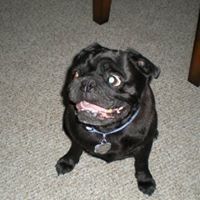 Profile Picture of Lisa Lesandro (@lalpug) on Pinterest