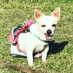 Profile Picture of Jasmine Philipps-Kindred (@jasmine_p_k_snowie) on Instagram