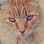 Profile Picture of Dewey (@gingerly.dewey) on Instagram