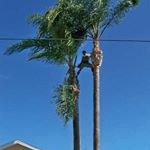 Profile Picture of Paul Rozycki (@treeguy61) on Instagram