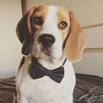 Profile Picture of Brandon 🐶 (@beagle.brandon) on Instagram