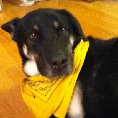 Profile Picture of Roxy Brooks (@baileybrooks8) on Twitter