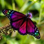 Profile Picture of Carlie Campbell (@carlie.campbell107) on Instagram