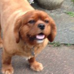 Profile Picture of Raleigh Snellgrove (@arubykingcharlesspanielx) on Instagram