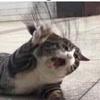 Profile Picture of O (@@joececil13) on Tiktok