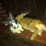 Profile Picture of Howard And Vinetta (@howie_n_vinnie) on Instagram