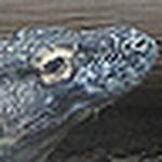 Profile Picture of Scarletdrag0n (@scarletdrag0n) on Flickr