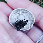 Profile Picture of Ann-Michelle Hocking (@fifenature) on Instagram