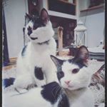 Profile Picture of Bartholomew and Thaddeus (@bartyandthaddy) on Instagram