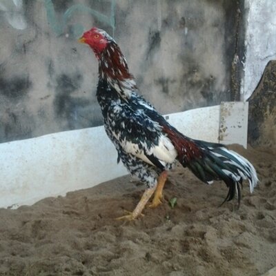 Profile Picture of Romulo Lopez (@romulolopez5) on Twitter