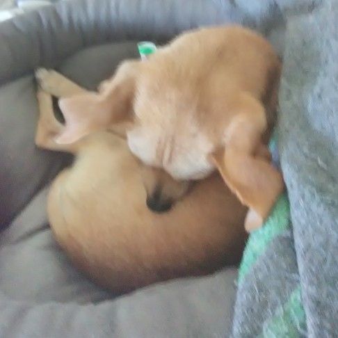 Profile Picture of Popi and Monti Zuma (@tonycasteel) on Tiktok